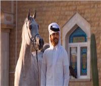 خبير: الخيول العربية الأصيلة ثروة قومية ومصدر للعملة الصعبة