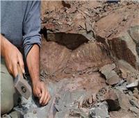 علماء حفريات يعثرون على بقايا آخر ديناصور مفترس آكل للحوم