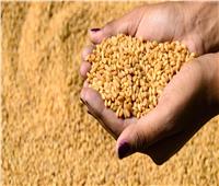 حقيقة تراجع الحكومة عن شراء القمح من المزارعين وفقا للأسعار المحددة