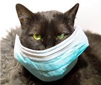 لأول مرة في روسيا.. إصابة قطة بفيروس كورونا