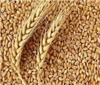 «الفلاحين»: الصوامع أوشكت على الانتهاء من استلام  القمح لهذا الموسم  