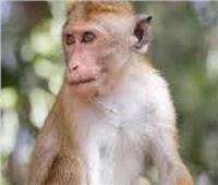مجموعة من القرود تهاجم مختبرا وتسرق عينات لفيروس كورونا