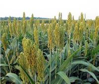 9 نصائح للمزارعين مع بدء زراعة الذرة الرفيعة خلال شهر يونيو