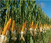 ننشر توصيات «الزراعة» لمحصول الذرة الشامية خلال يونيو 