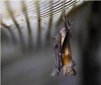 ما الأخطر الخفافيش أم فيروسات كورونا؟ دراسة حديثة تكشف 