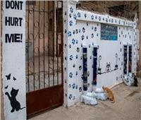 مبادرة إنسانية لإطعام «قطط وكلاب الشوارع».. فيديو