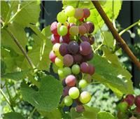 الزراعة تقدم روشتة نصائح للتعامل مع أشجار محصول العنب خلال يوينو