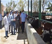 رئيس جامعة سوهاج يتابع العمل بمزارع الإنتاج الحيواني والدواجن