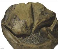 «بيضة ضخمة» تكشف نوع جديد من الزواحف العملاقة من 66 مليون سنة 