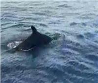فيديو| ظهور سرب من الحوت القاتل الكاذب بمنطقه الجونه شمال الغردقة