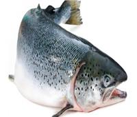 باحث: سمك السلمون لا يسبب الإصابة بكورونا