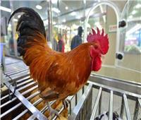 فوائد الدجاج البلدي.. ضبط الهرمونات والفيتامينات