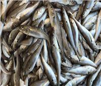 أسعار الأسماك في سوق العبور اليوم 23 يونيو