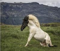 صور| برأس أسود وجسم أبيض.. مصور يلتقط صور لحصان ذو مظهر فريد