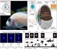 بعمق "اللانهاية".. العلماء يصنعون كاميرا موبايل خارقة من عيون الأسماك  