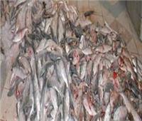 مديرية أمن القليوبية تضبط 5 طن أسماك فاسدة قبل بيعها