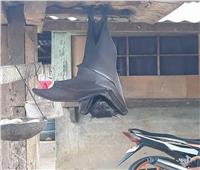 صور| بالحجم البشري.. خفاش عملاق يثير الجدل على «السوشيال ميديا»