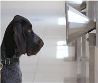 صور وفيديو| فتش عن «كورونا».. الكلاب البوليسية تكشف الفيروس القاتل في الإمارات