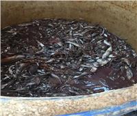 ضبط مصنع غير مرخص لتصنيع الأسماك المملحة في السويس 