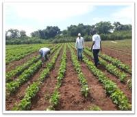 الزراعة: طفرة في إنشاء المزارع المصرية في أفريقيا خلال 6 سنوات