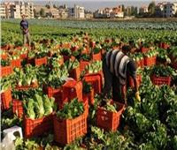 الزراعة: ارتفاع صادرات مصر لأكثر من 3.6 مليون طن