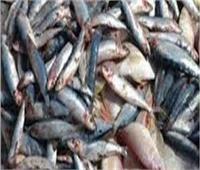ضبط 4 طن أسماك مملحة غير صالحة للاستهلاك الأدمي بأحد محال السويس