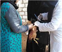 تحصين 173 ألف طائر ضد أنفلونزا الطيور في الشرقية