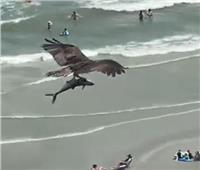 فيديو| طائر جارح يصطاد سمكة كبيرة على أحد شواطئ أمريكا