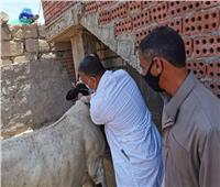 صور..الزراعة: تحصين أكثر من 1.9 مليون رأس ماشية ضد حمى الوداي المتصدع 