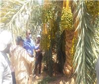 «الزراعة» تفتتح ٤ مراكز إرشادية بقرى الوادي الجديد