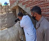 الزراعة: ذبح 100 ألف رأس ماشية خلال شهر يوليو في مجازر القاهرة