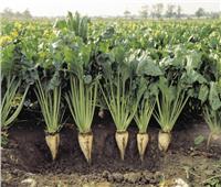 «الزراعة» تصدر روشتة نصائح للتعامل مع محصول بنجر السكر خلال اغسطس