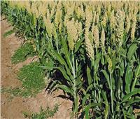 «الزراعة» تصدر نشرة بالتوصيات الفنية لمحصول الذرة الرفيعة خلال أغسطس 