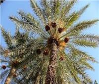 4 نصائح من «الزراعة» للتعامل مع أشجار النخيل خلال أغسطس