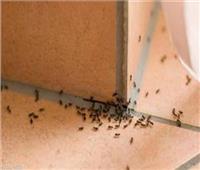 خبيرة طاقة تكشف علاقة النمل بالحسد وطرق الوقاية