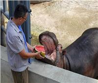 صور| آيس كريم وفواكه مجمدة لحيوانات الصين لتخفيف حرارة الجو عنهم