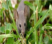 ألمانيا تخسر الكثير من المحاصيل الزراعية بسبب «الفئران»