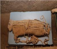 باحثون يفحصون مومياوات حيوانات مصرية قديمة لاكتشاف طرق معاملتها قبل تحنيطها