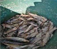 ضبط 2.250 طن أسماك فاسدة بشبرا الخيمة في القليوبية