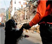 كلب يشم رائحة الإنسان فقط.. ويصل للمفقودين في انفجار بيروت 
