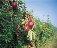 «الزراعة» تصدر نشرة توصيات لمزارعي الفواكه متساقطة الأوراق خلال سبتمبر