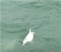 فيديو| دلافين بيضاء مهددة بالانقراض تلهو في مياه هونج كونج