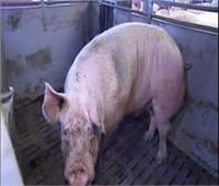 تسجيل أول حالة إصابة بحمى الخنازير الأفريقية في شرق المانيا