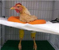 «دجاجة» تخضع لعملية جراحية بـ7 آلاف جنيه.. وبيطري البحر الأحمر: تمت في عيادة خاصة برغبة مالكها