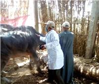 «الزراعة»: تحصين 181 ألف رأس ماشية ضد مرض الحمي القلاعية وحمى الوادي المتصدع