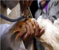 حقيقة ظهور سلالة جديدة من أنفلونزا الطيور في مصر