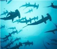 محاولة تهريب 11 طنا من أسماك القرش «المحمية دوليا».. والشرطة تضبطها في المخازن