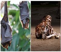 حكايات| «قيلولة الزرافة واستغراق الخفاش» .. ما مدة وطريقة نوم الحيوانات؟
