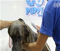 فيديو| «باديكير ومانيكير» دليفري.. لأول مرة كوافير متنقل للحيوانات الأليفة في مصر