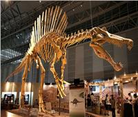 في أكبر صفقة بالعالم.. بيع «ديناصور» بـ31 مليون دولار 